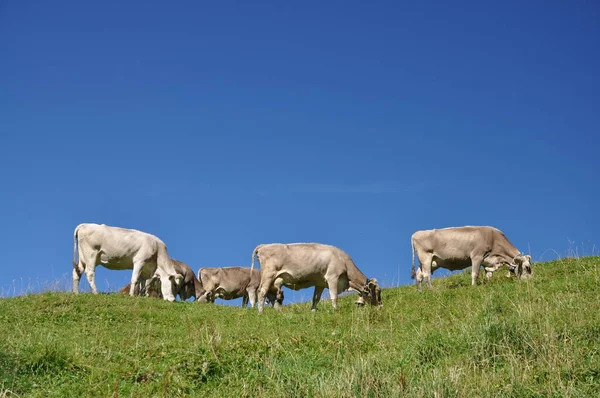 Vacas Nos Alpes — Fotografia de Stock