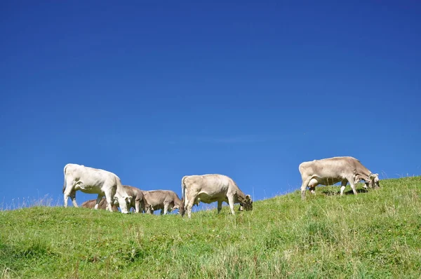 Vacas Los Alpes — Foto de Stock