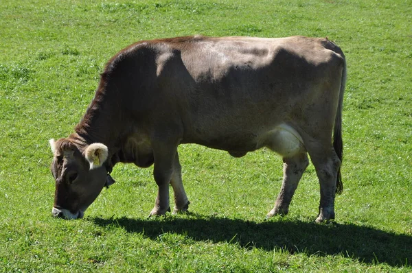 Krowa Alpach — Zdjęcie stockowe