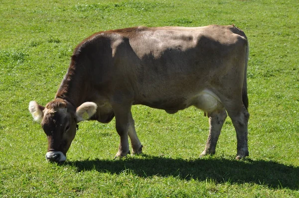 Vache Dans Les Alpes — Photo