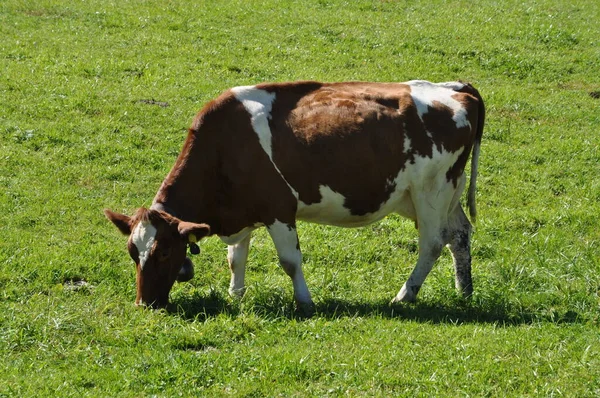 Cow Alps — Stock Photo, Image