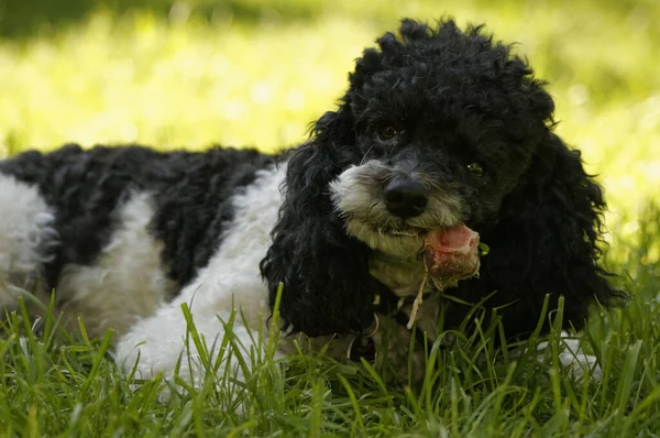 Portrait Cute Dog — Stock Photo, Image