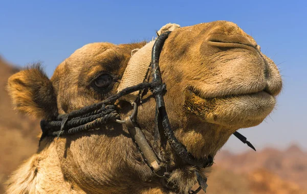 Cammello Animale Fauna Naturale — Foto Stock