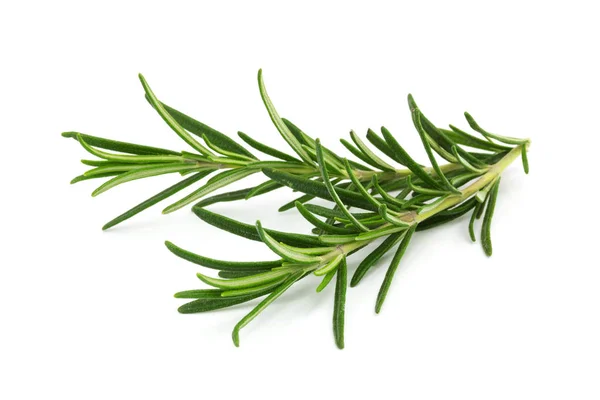 Rosemary Plant Fragrance Kitchen — Stock Photo, Image