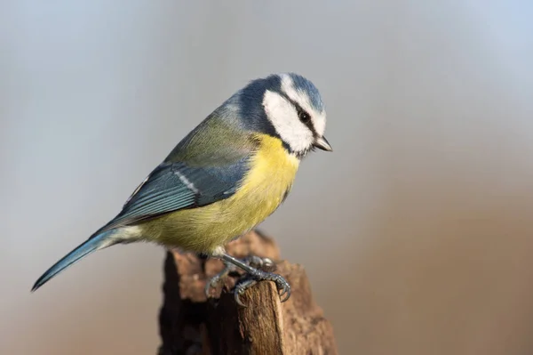 Schilderachtig Uitzicht Prachtige Titmouse Vogel — Stockfoto