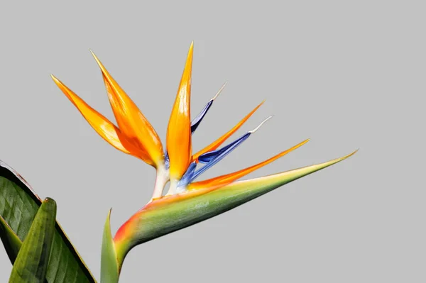 Tropische Oranje Strelizie Bloem Paradijsvogel Bloem — Stockfoto