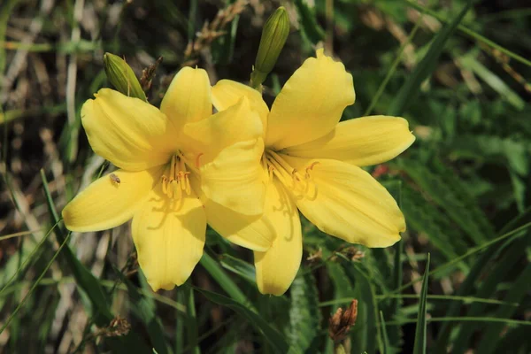 Wiesenblumen Der Mongolischen Steppe — Stockfoto