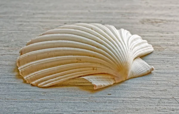 海贝壳 海贝壳 — 图库照片