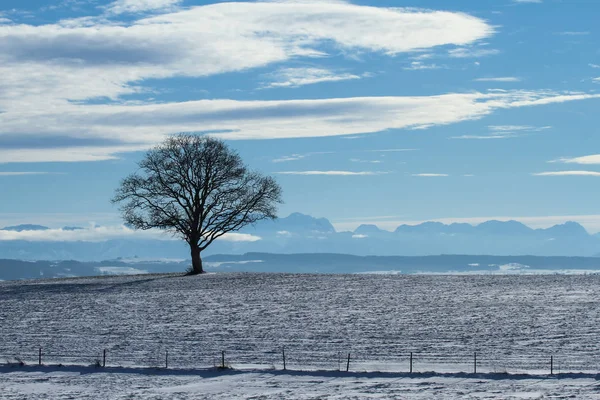Manzaralı Ağaç — Stok fotoğraf