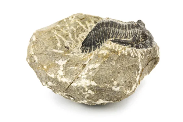 Fóssil Close Ursteinkrebses Fossilizados Sobre Fundo Branco — Fotografia de Stock