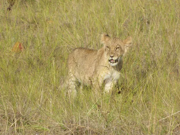 Prédateur Animal Lion Prédateur Félin — Photo