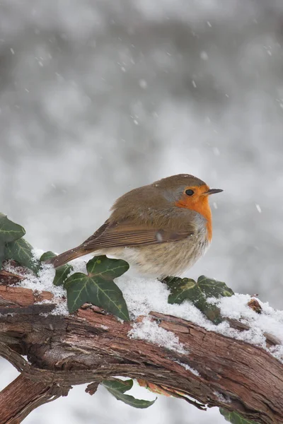 Robin Des Bois Erithacus Rubecula Sur Branche Dans Neige — Photo