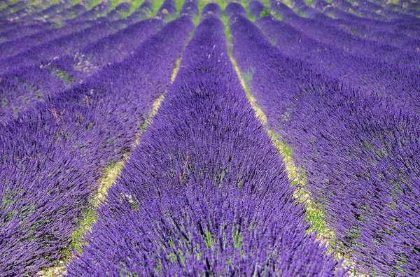 紫色の花 ラベンダーの提出 — ストック写真