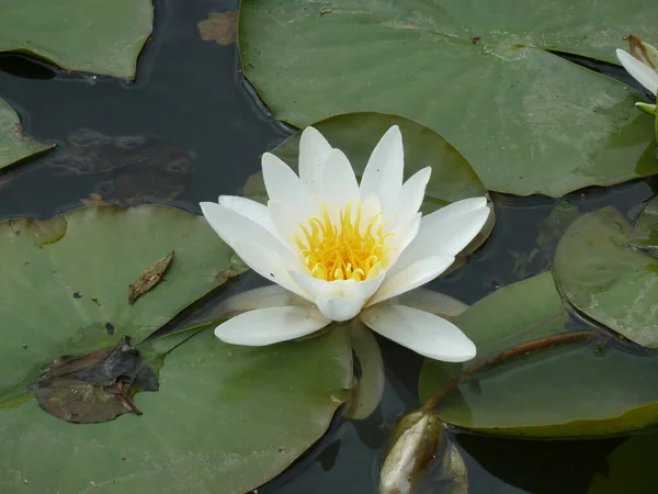 Water Lily Lotus Flower — Stock Photo, Image