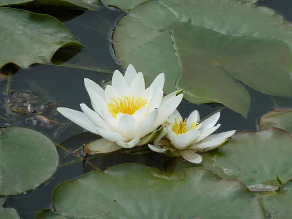 Water Lily Flower Plant — Stock Photo, Image