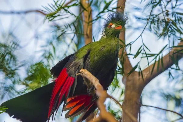 Guinea Turaco También Conocido Como Turaco Verde Tauraco Persa — Foto de Stock