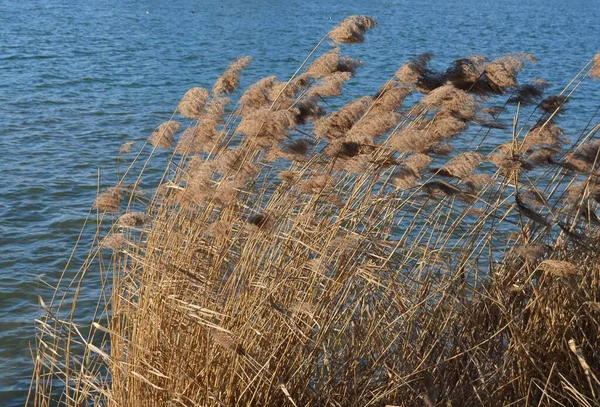 Meeresküste Sommer Natur Urlaub — Stockfoto