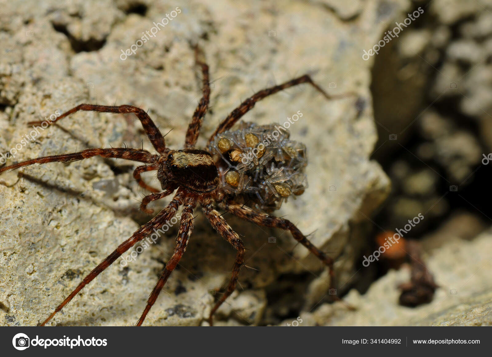Wolf Spider Young Spiders Back — Stock Photo © PantherMediaSeller ...