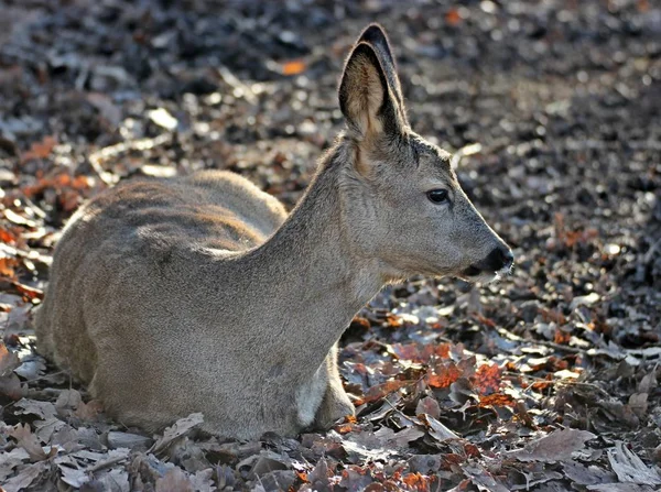 Lying Deer Capreolus Capreolus — 스톡 사진