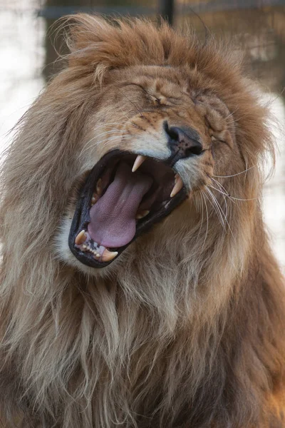 Depredador Animal León Depredador Felino — Foto de Stock