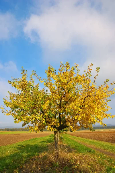 Pequena Árvore Outono — Fotografia de Stock