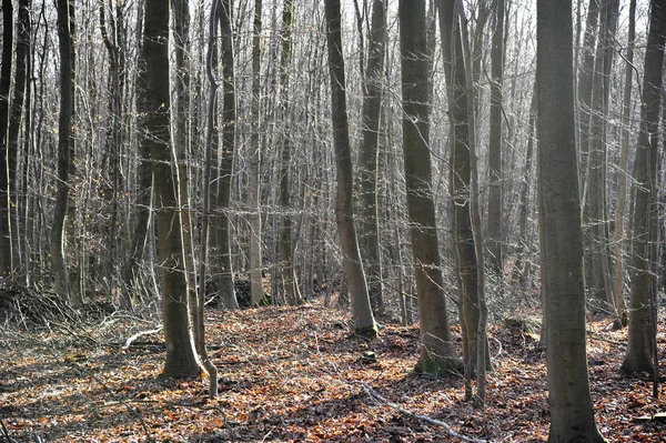 Осень Лиственных Лесах — стоковое фото