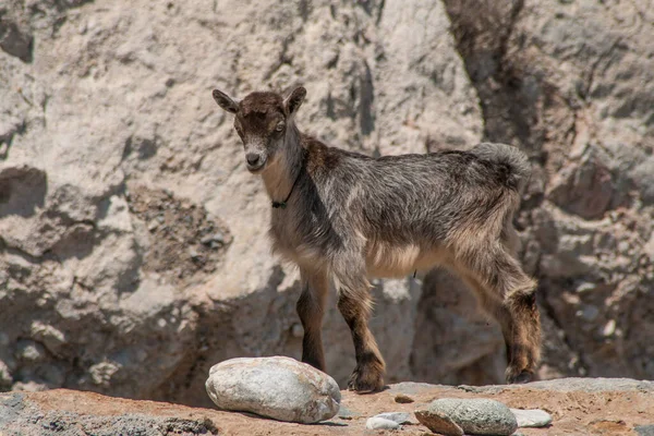 Goat Beach — Stock Photo, Image