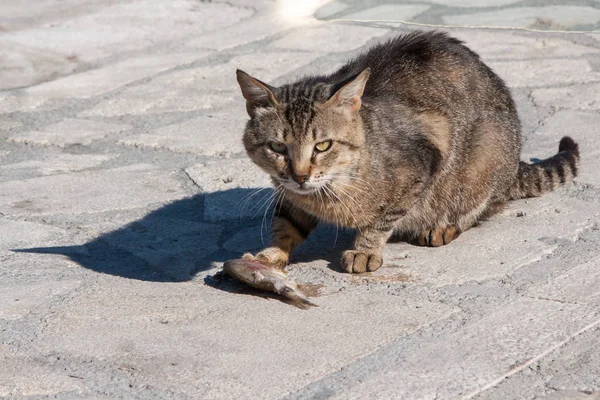 Gatto Che Mangia Pesce — Foto Stock