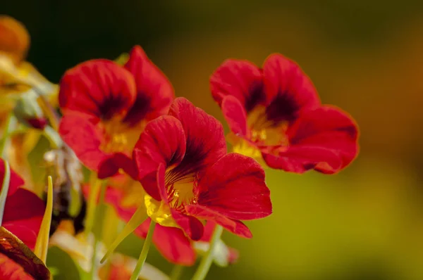 印度加尔各答黑色背景的红花盛开 — 图库照片