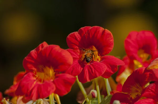 Honigbiene Sammelt Nektar Aus Roten Blüten — Stockfoto