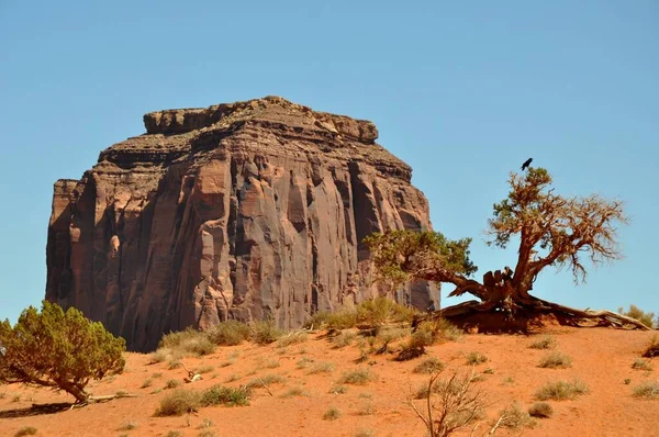 Merrick Butte Avec Arbre — Photo