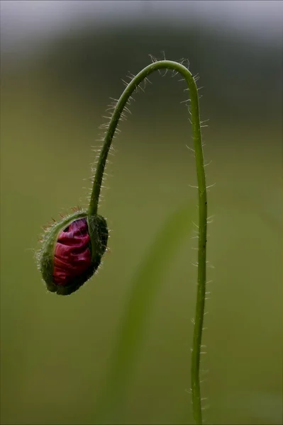 Blühende Makroaufnahme Einer Rosa Rosa Canina Rosacee Auf Grünem Hintergrund — Stockfoto