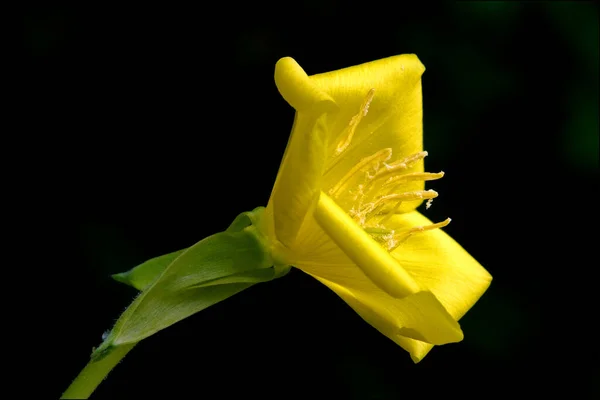 Żółty Kwiat Oenothera Biennis Onagracee Stricta Parviflora Erythrosepala Crocifere Salicina — Zdjęcie stockowe