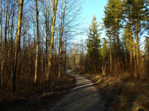 Sétálj Isar Árterületen — Stock Fotó