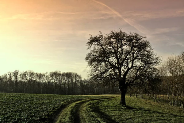 Dia Inverno Campo — Fotografia de Stock