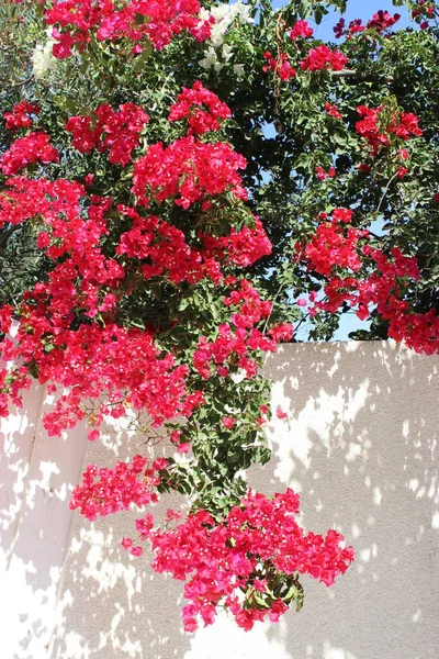 Fiori Colorati Che Crescono All Aperto — Foto Stock