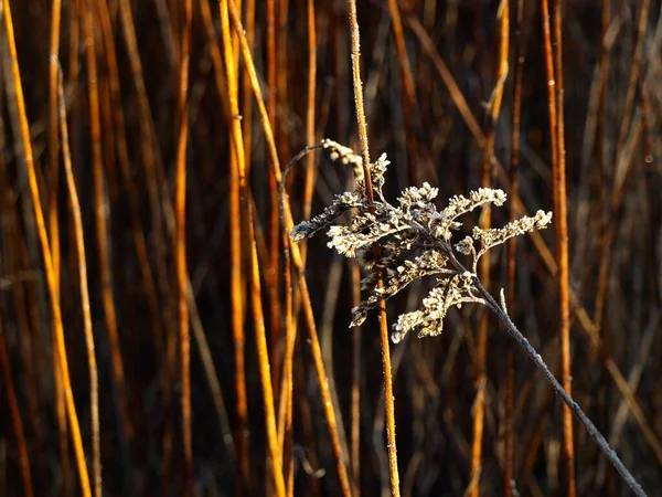 Samen Der Goldrute — Stockfoto