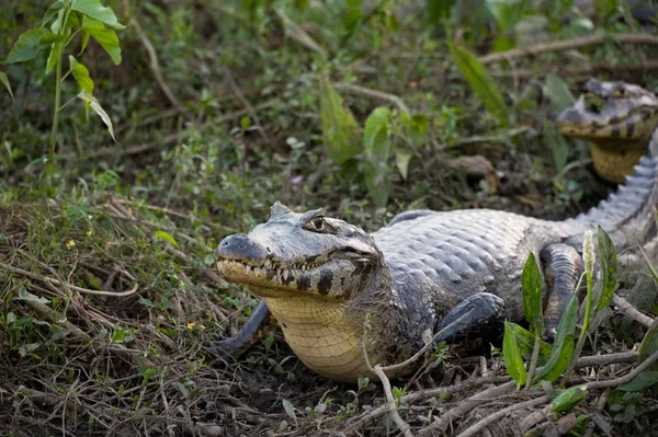 Caimano Yacare Che Mostra Sua Pancia Gialla Nel Pantanal Brasiliano — Foto Stock