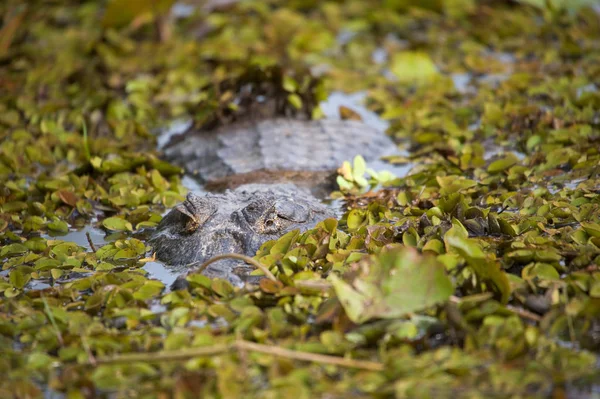 湖でのカモフラージュのカイマン狩り — ストック写真