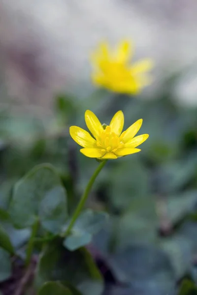 Närbild Vackra Blommande Blommor — Stockfoto