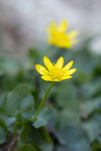 Marsh Marigold Flower Cowslip — Stockfoto