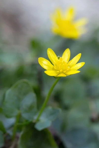 Vacker Botanisk Skott Naturliga Tapeter — Stockfoto