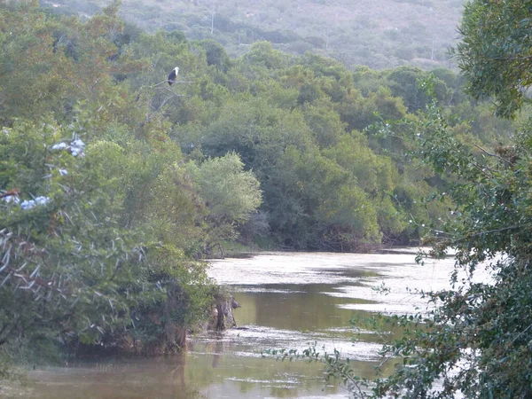 Γραφική Θέα Του Όμορφου Πουλιού Στη Φύση — Φωτογραφία Αρχείου