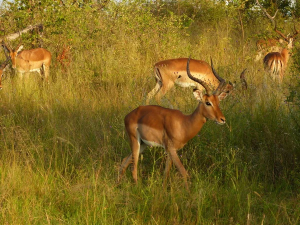 動物や哺乳類の鹿の写真 — ストック写真