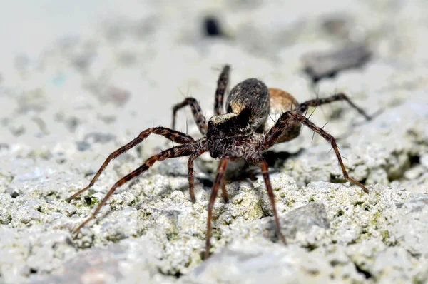 Aranha Lobo Com Casulo — Fotografia de Stock