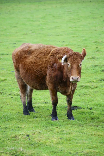 牧草地に放牧された牛の肖像画です — ストック写真