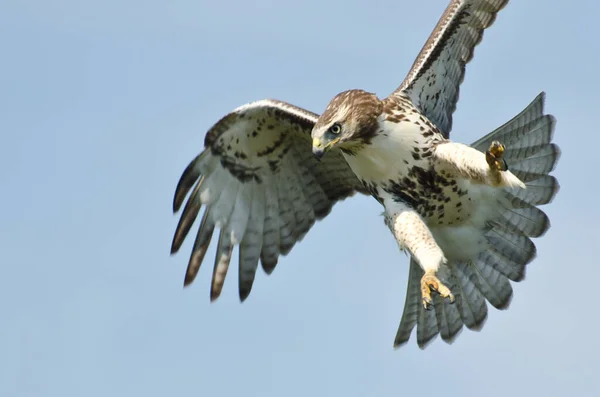 Omogna Red Tailed Hawk Flyger Blå Himmel — Stockfoto