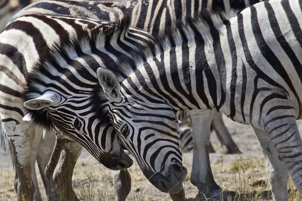 Zebra Hayvanları Vahşi Yaşam Bitki Örtüsü Fauna — Stok fotoğraf