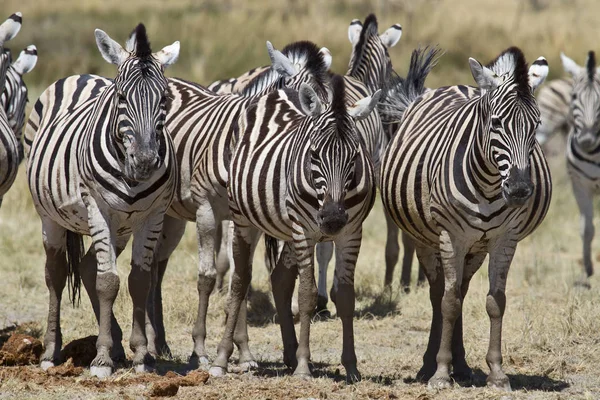 Zebra Hayvanları Vahşi Yaşam Bitki Örtüsü Fauna — Stok fotoğraf