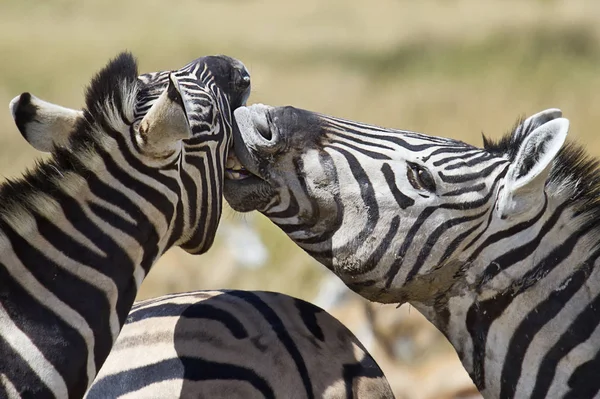 Zebră Animale Sălbatice Floră Faună — Fotografie, imagine de stoc